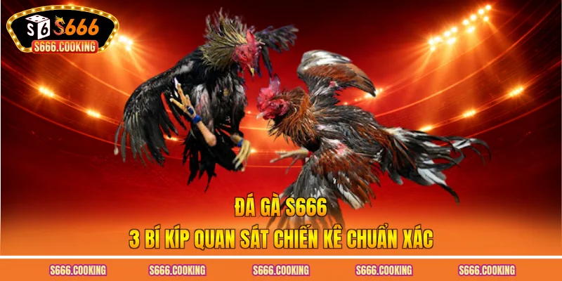 Đá Gà S666 - Top 3 Bí Kíp Quan Sát Chiến Kê Chuẩn Xác